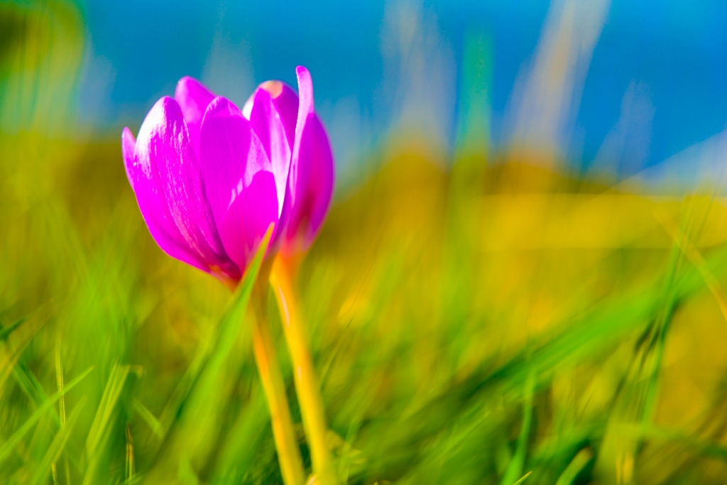 La tenerezza del colchicum