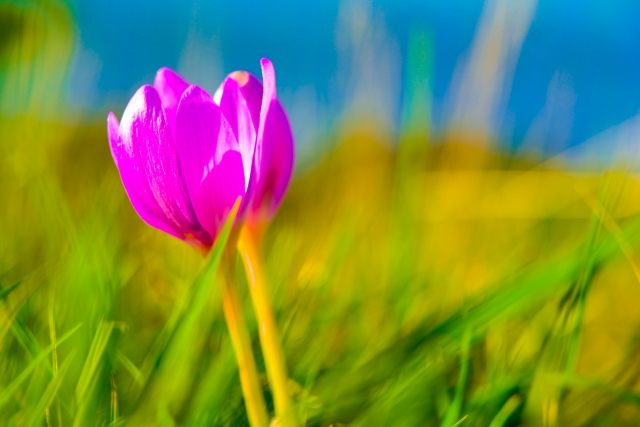 La tenerezza del colchicum