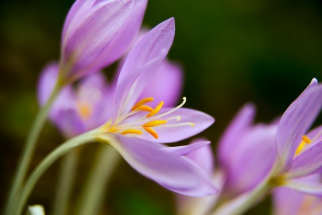 La fioritura dei colchicum
