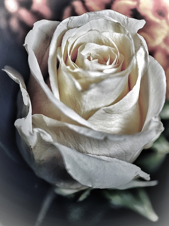 Rosa antica