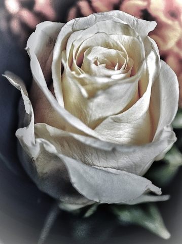 Rosa antica