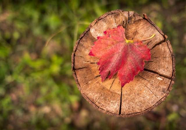 Foglia su tronco d'albero · laurabazzan