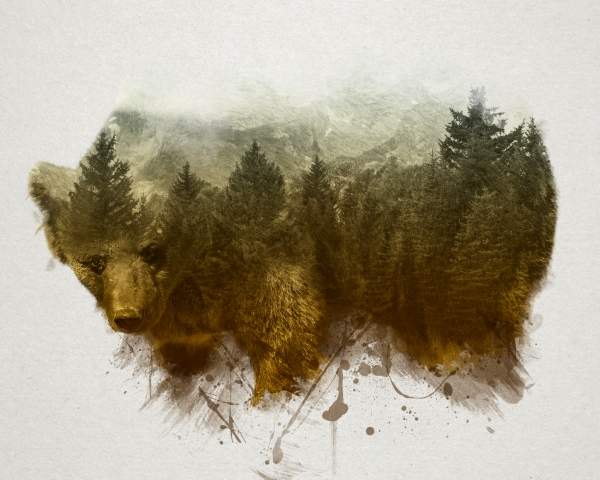 The Bear