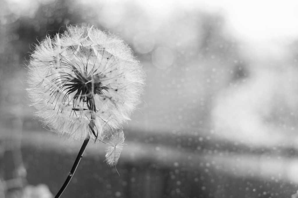 ok... now make a wish!