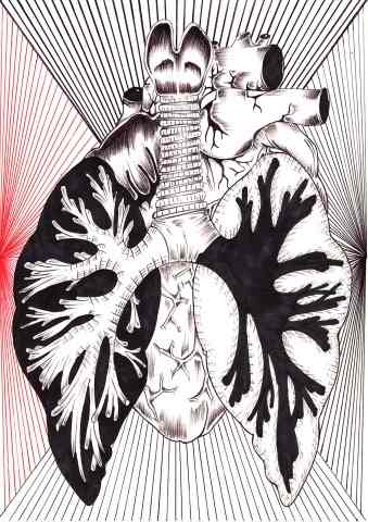 Anatomia