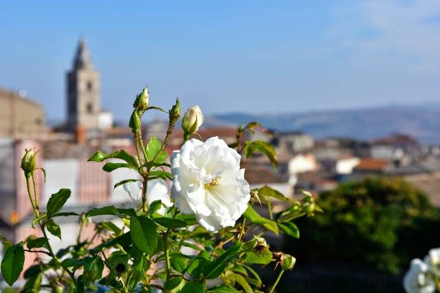 Un bianco d'autunno