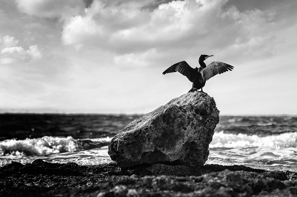 La libertà di volare