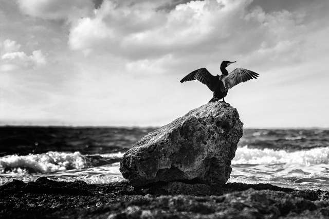 La libertà di volare