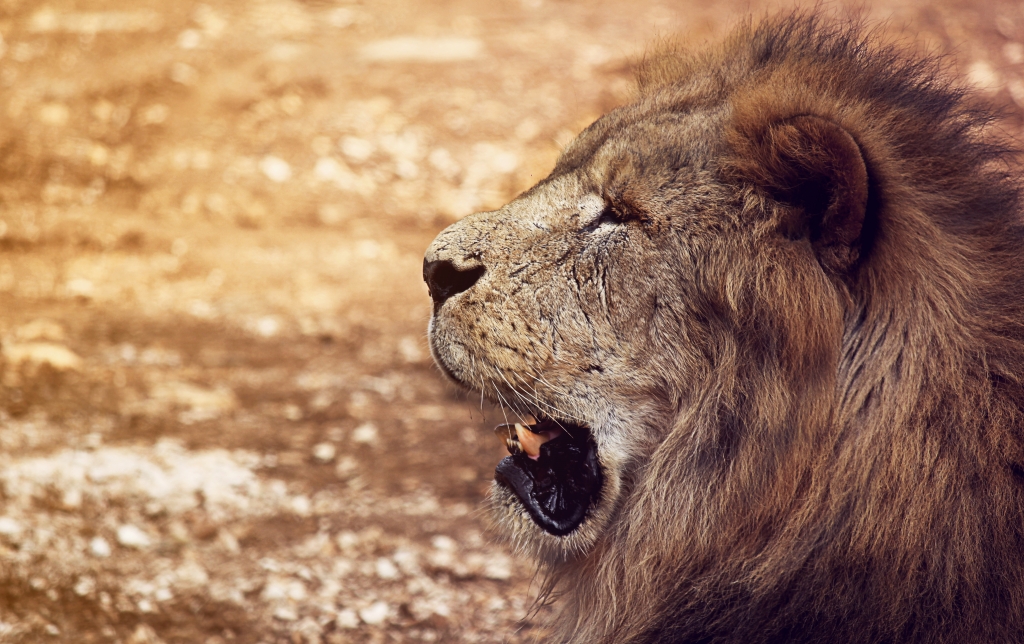 The Lion King