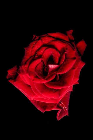 rose