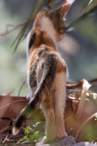 Macchia