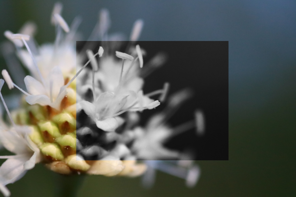 Blossom