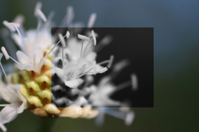Blossom · eugeniacarossa