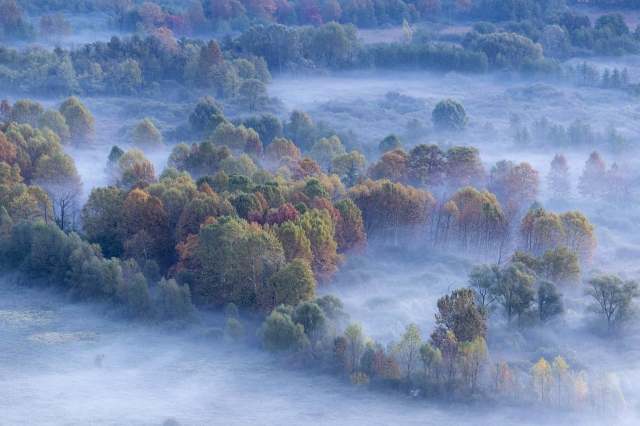 Alberi tra la foschia del mattino