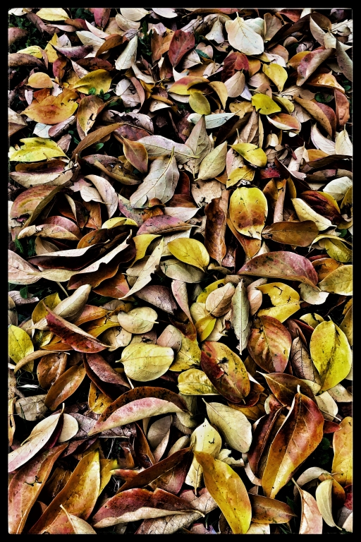 Texture Autunnale...