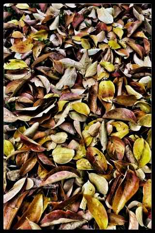 Texture Autunnale... · christianlegnaro