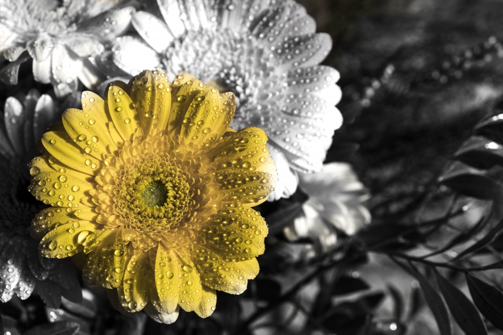 Un fiore giallo
