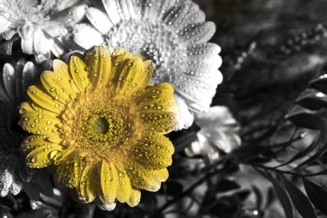 Un fiore giallo