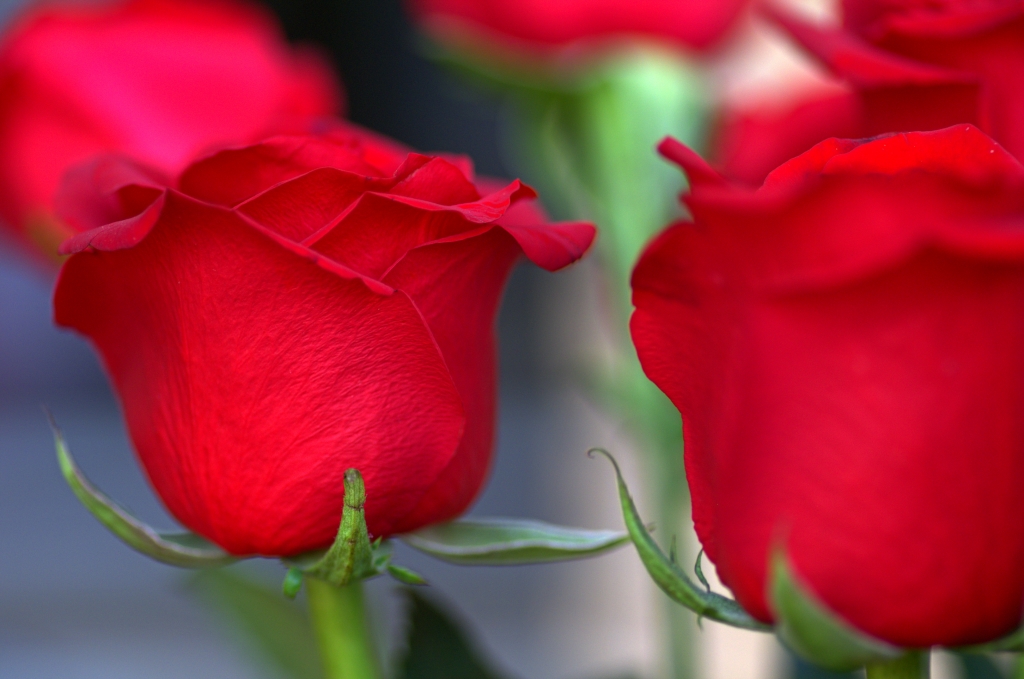 The red flower of love and passion