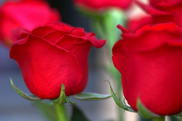 The red flower of love and passion