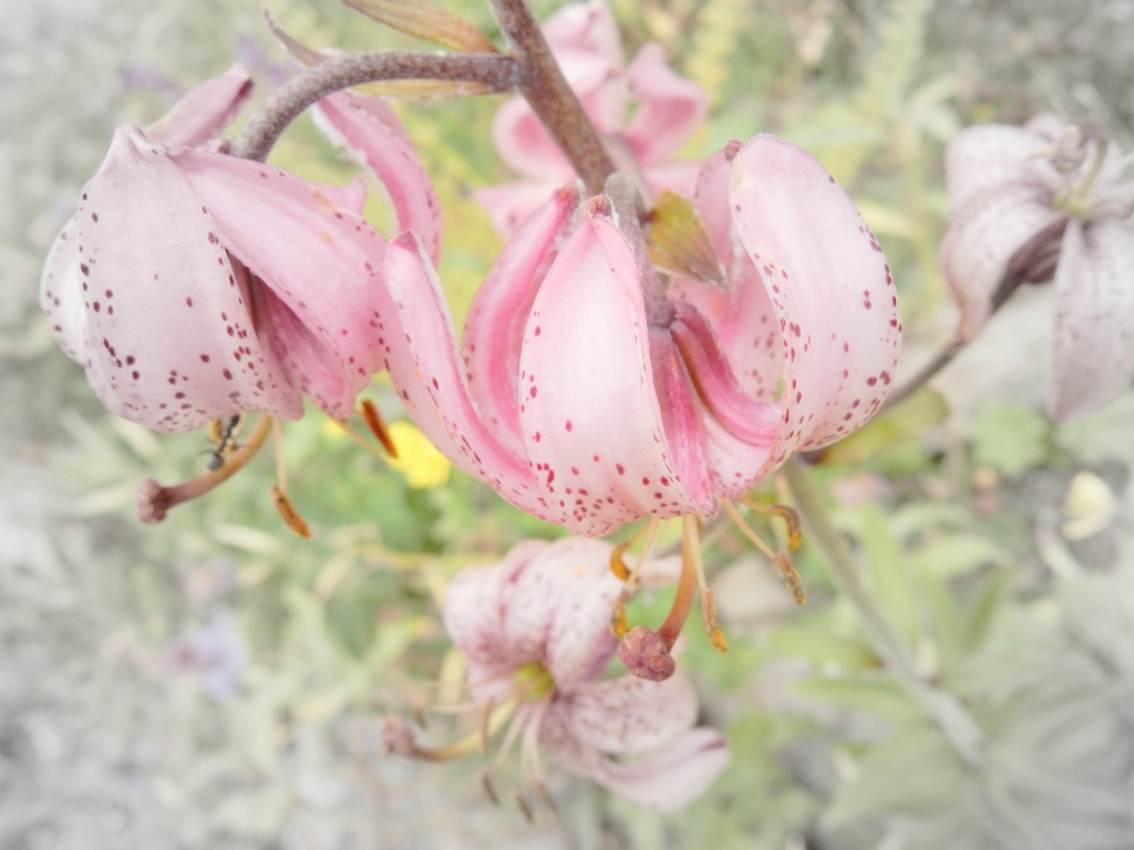 bon bon de fleurs