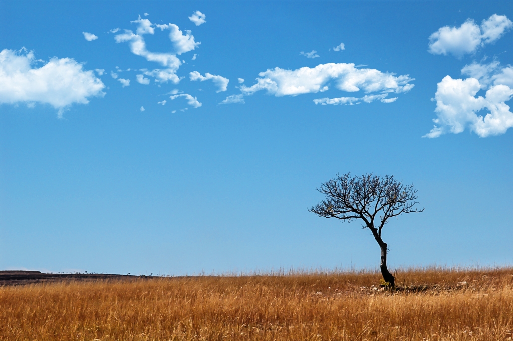 Albero solitario