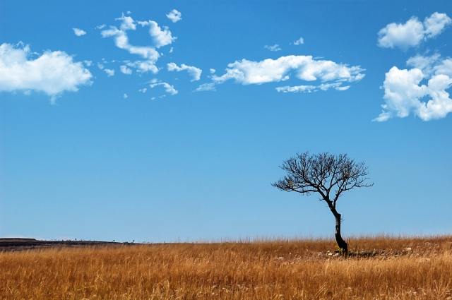 Albero solitario · massimogea