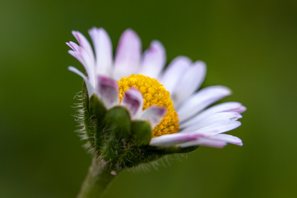 Margherita solitaria