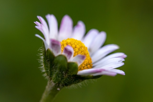 Margherita solitaria