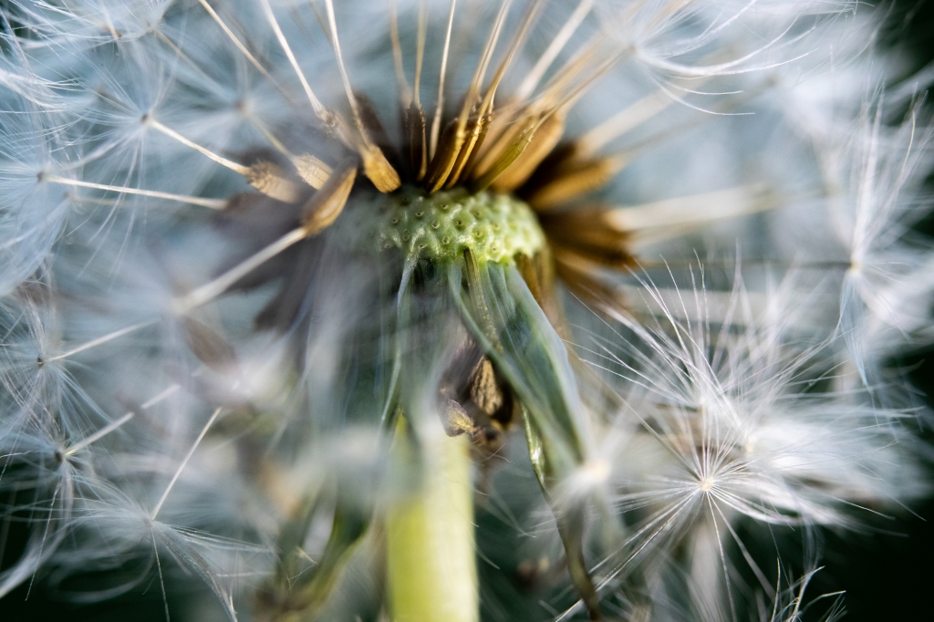 dettagli di Dente di Leone