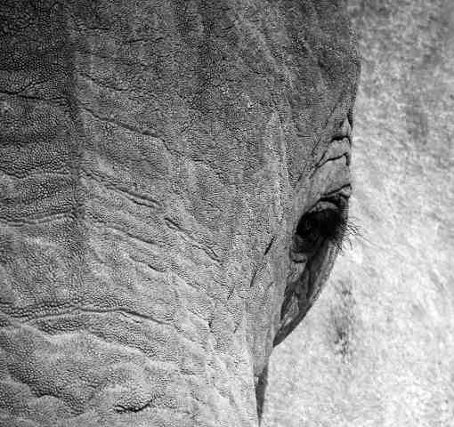 elefante africano