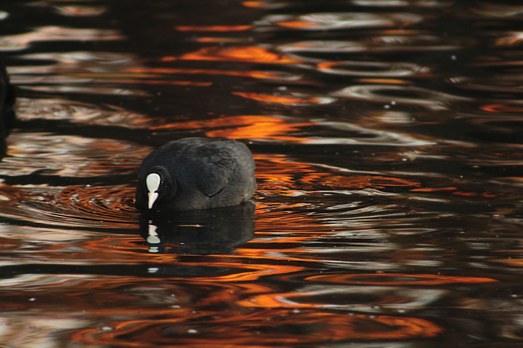 reflection