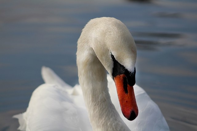 swan