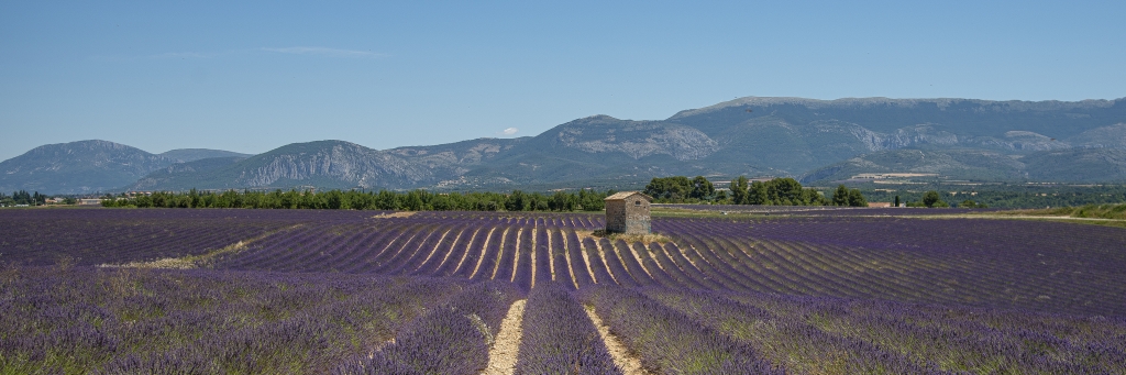 Lavanda