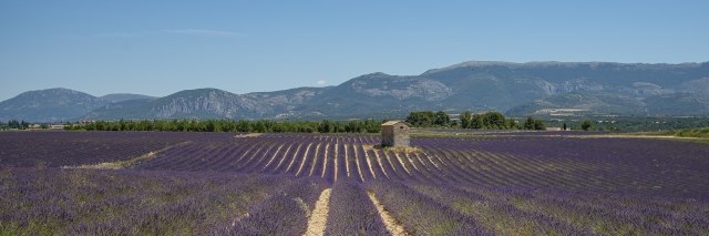 Lavanda