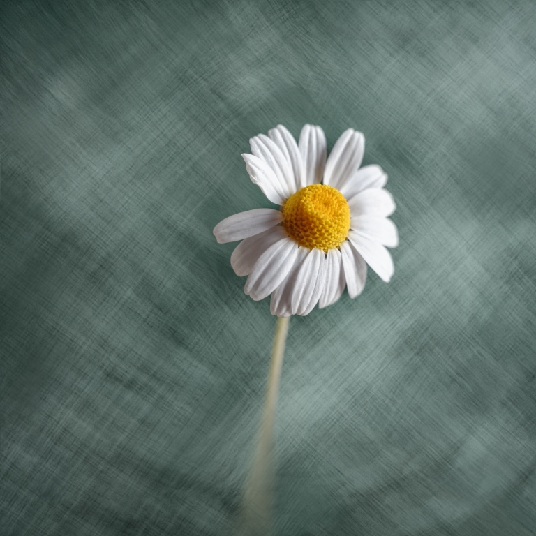 Square with one chamomile