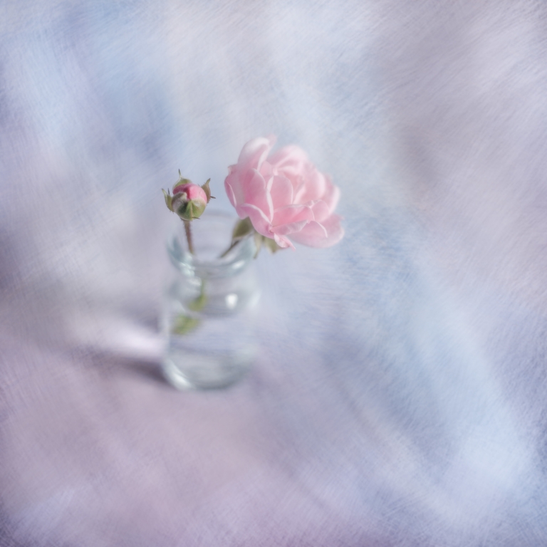 Square with a small rose