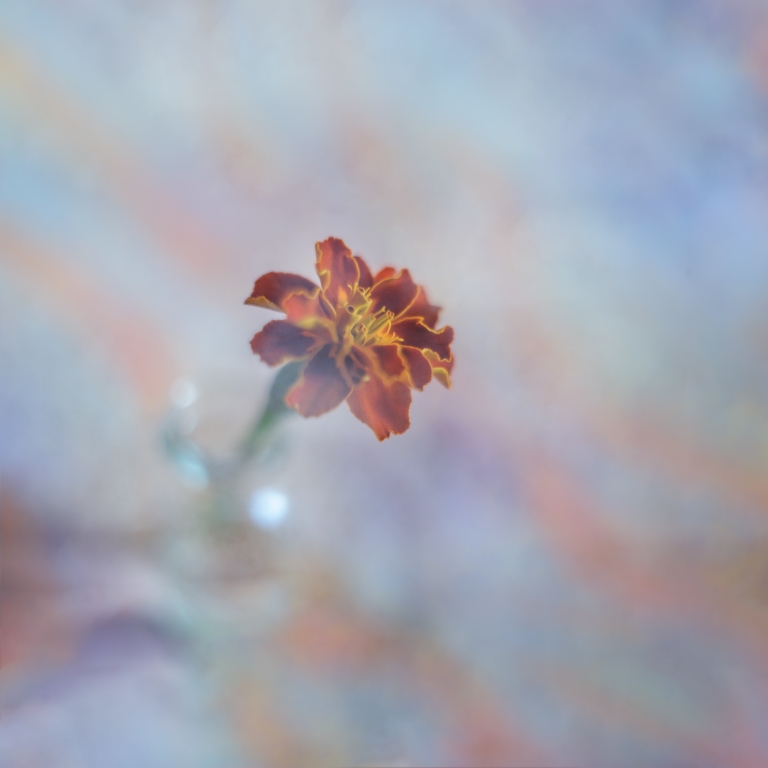 Tagetes in vial
