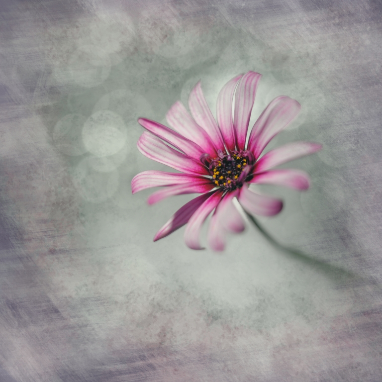 Square with one daisy