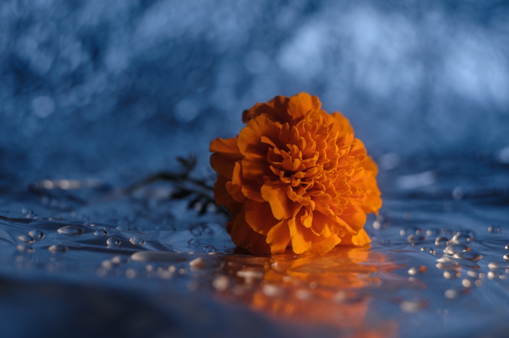 Orange flower in blue