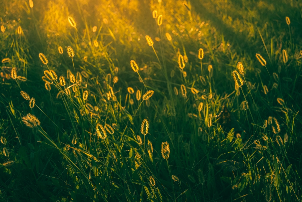 Oro e verde