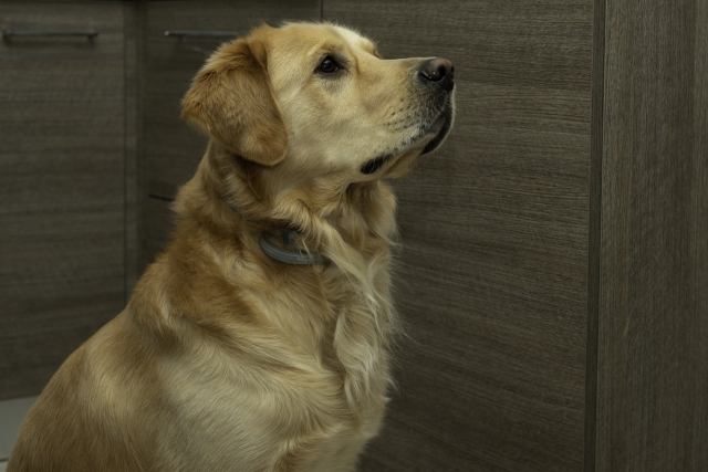 Ritratto di Golden Retriever adulto