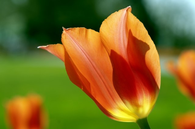 Ombre rosse