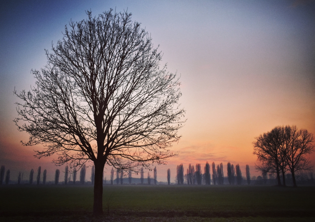 Tree in the sunset
