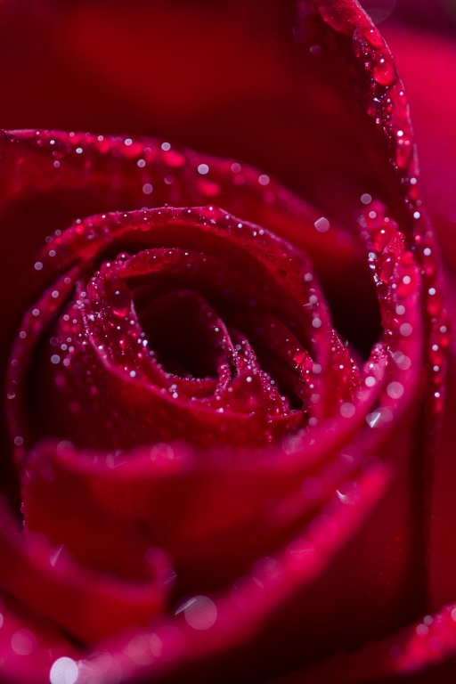 Rosa rossa