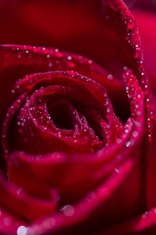 Rosa rossa