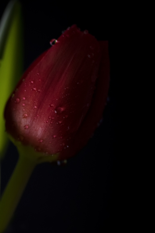 tulipano rosso in penombra