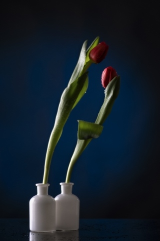 Coppia di Tulipani rossi