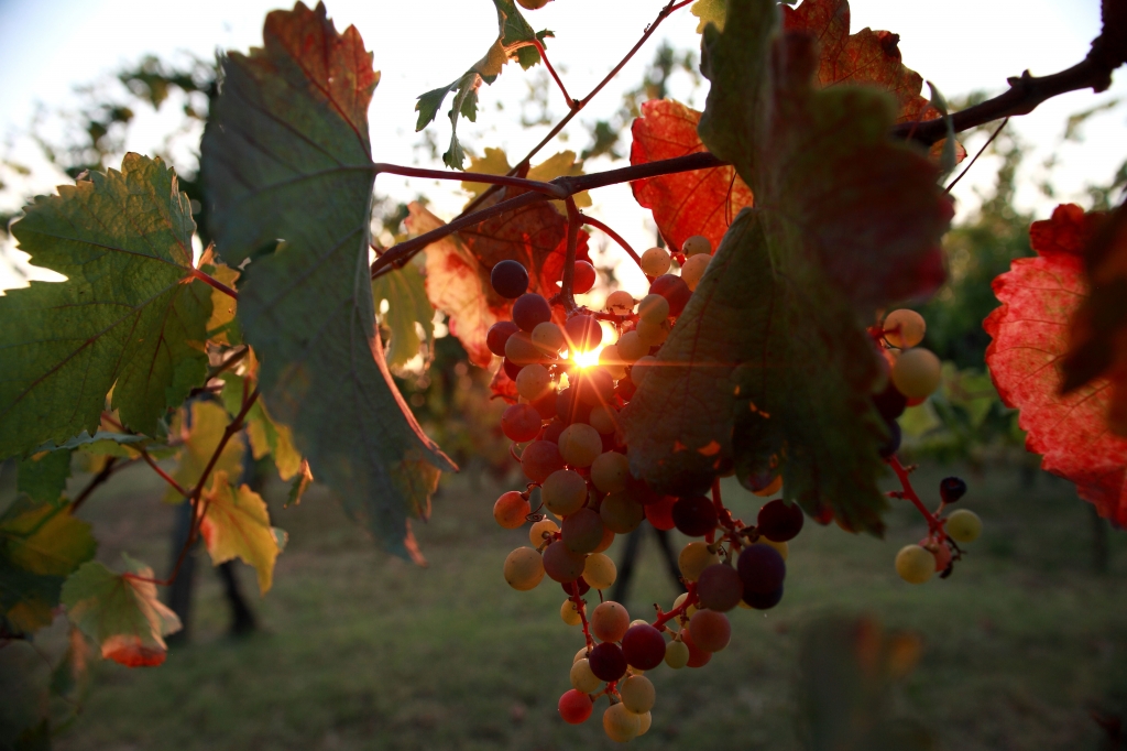 Grappoli d'uva al tramonto di fine estate