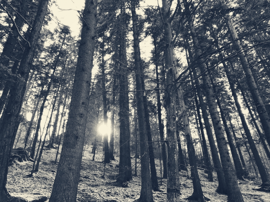 Foresta
